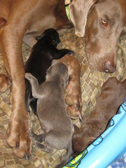Molly pup 092611-14
